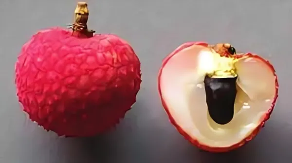 Ajhauli_Litchi_Plant_Tropical_Rare_Exotic_Air_Layered_Lychee_Tree_(Height_1-1.5_Feet)_Litchi_Plant_Hybrid_Fruit_After_1-2_Year_Live_Fruit_Plant_For_Home_Garden