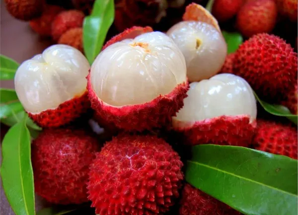 Dehra_Dun_Litchi_Plant_Tropical_Rare_Exotic_Air_Layered_Lychee_Tree_(Height_1-1.5_Feet)_Litchi_Plant_Hybrid_Fruit_After_1-2_YearmFruit_Plant_For_Home_Garden