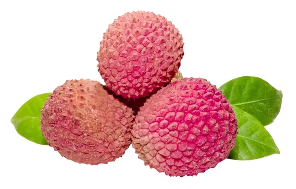 Dehra_Dun_Litchi_Plant_Tropical_Rare_Exotic_Air_Layered_Lychee_Tree_(Height_1-1.5_Feet)_Litchi_Plant_Hybrid_Fruit_After_1-2_YearmFruit_Plant_For_Home_Garden