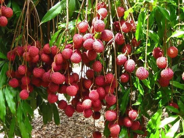 Dehra_Dun_Litchi_Plant_Tropical_Rare_Exotic_Air_Layered_Lychee_Tree_(Height_1-1.5_Feet)_Litchi_Plant_Hybrid_Fruit_After_1-2_YearmFruit_Plant_For_Home_Garden