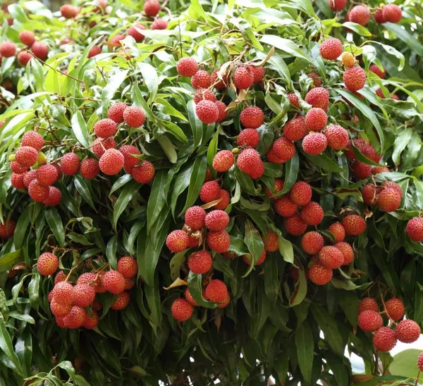 China-3_Litchi_Plant_Tropical_Rare_Exotic_Air_Layered_Lychee_Tree_(Height_1-1.5_Feet)_Litchi_Plant_Hybrid_Fruit_After_1-2_Year_Live_Fruit_Plant_For_Home_Garden