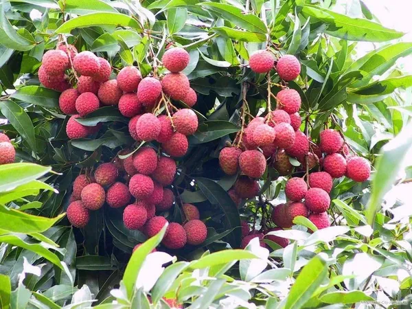 All_Time_Litchi_China-3_Live_Plant_Hybrid_Lychee_Tree