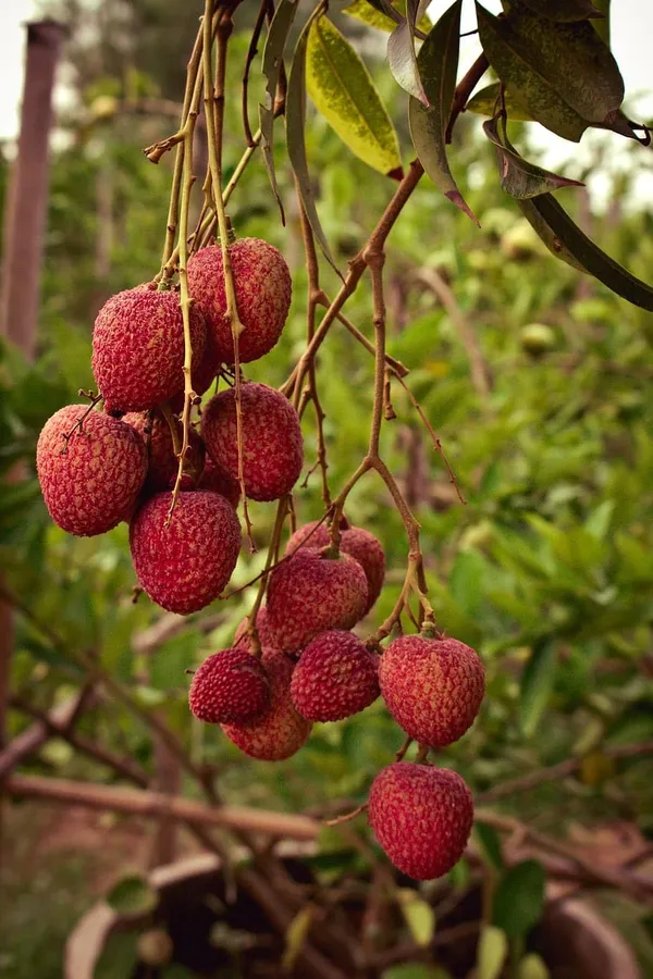 Early_Bedana_Litchi_Plant_Tropical_Rare_Exotic_Air_Layered_Lychee_Tree_(Height_1-1.5_Feet)_Litchi_Plant_Hybrid_Live_Fruit_Plant_For_Home_Garden