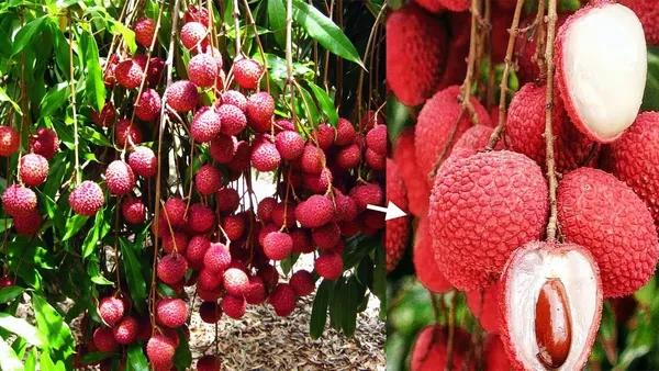 Early_Bedana_Litchi_Plant_Tropical_Rare_Exotic_Air_Layered_Lychee_Tree_(Height_1-1.5_Feet)_Litchi_Plant_Hybrid_Live_Fruit_Plant_For_Home_Garden