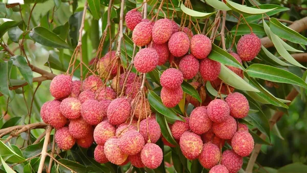Early_Bedana_Litchi_Plant_Tropical_Rare_Exotic_Air_Layered_Lychee_Tree_(Height_1-1.5_Feet)_Litchi_Plant_Hybrid_Live_Fruit_Plant_For_Home_Garden