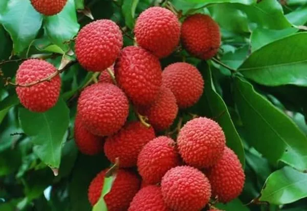 Shahi_Litchi_Plant_Tropical_Rare_Exotic_Air_Layered_Lychee_Tree_(Height_1-1.5_Feet)_Litchi_Plant_Hybrid_Fruit_After_2-3_Year_Live_Fruit_Plant_For_Home_Garden