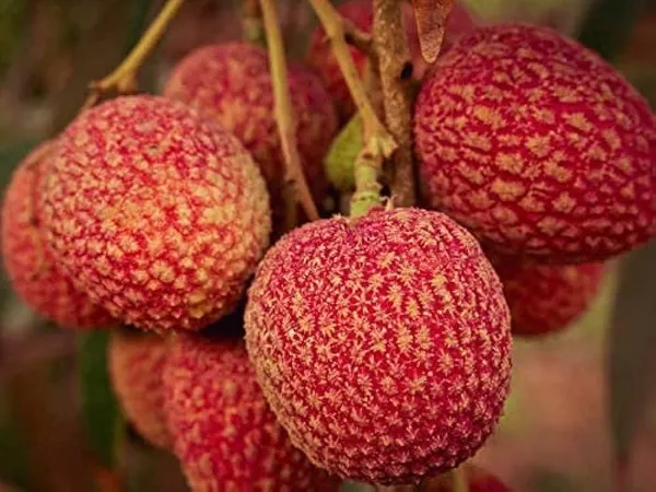 Shahi_Litchi_Plant_Tropical_Rare_Exotic_Air_Layered_Lychee_Tree_(Height_1-1.5_Feet)_Litchi_Plant_Hybrid_Fruit_After_2-3_Year_Live_Fruit_Plant_For_Home_Garden