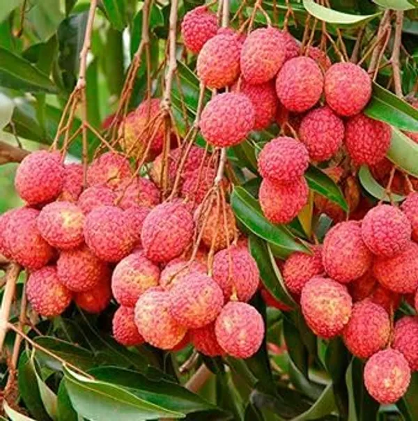 Shahi_Litchi_Plant_Tropical_Rare_Exotic_Air_Layered_Lychee_Tree_(Height_1-1.5_Feet)_Litchi_Plant_Hybrid_Fruit_After_2-3_Year_Live_Fruit_Plant_For_Home_Garden