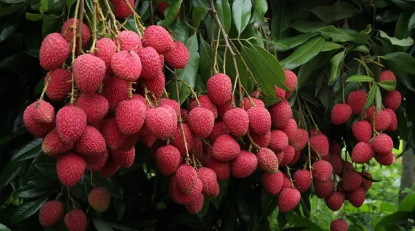 All_Time_Tezpur_Litchi_Live_Plant_||_Hybrid_Lychee_Tree