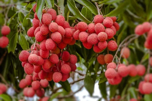 All_Time_Tezpur_Litchi_Live_Plant_||_Hybrid_Lychee_Tree