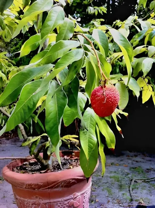 Seedless_Litchi_Grafted_Hybrid_-_Healthy_Super_Yielding_Early_Fruting_Late_Seedless_Litchi_Fruit_Plant'1.5_-2_Feet_Height_Plant_For_Home_Garden