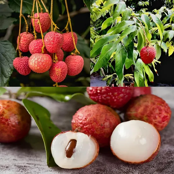Seedless_Litchi_Grafted_Hybrid_-_Healthy_Super_Yielding_Early_Fruting_Late_Seedless_Litchi_Fruit_Plant'1.5_-2_Feet_Height_Plant_For_Home_Garden