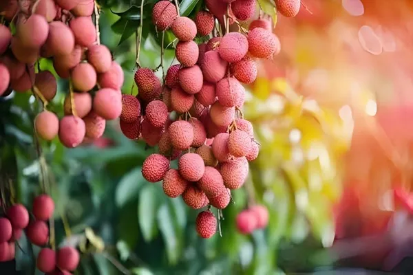 Seedless_Litchi_Grafted_Hybrid_-_Healthy_Super_Yielding_Early_Fruting_Late_Seedless_Litchi_Fruit_Plant'1.5_-2_Feet_Height_Plant_For_Home_Garden