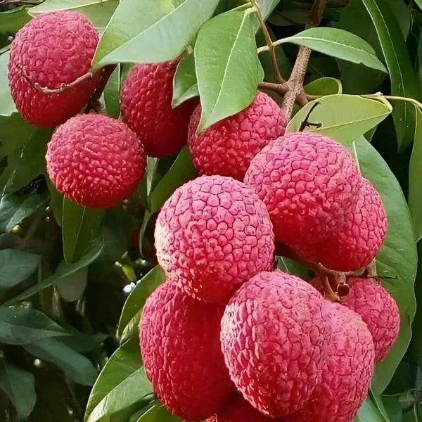 Seedless_Litchi_Grafted_Hybrid_-_Healthy_Super_Yielding_Early_Fruting_Late_Seedless_Litchi_Fruit_Plant'1.5_-2_Feet_Height_Plant_For_Home_Garden