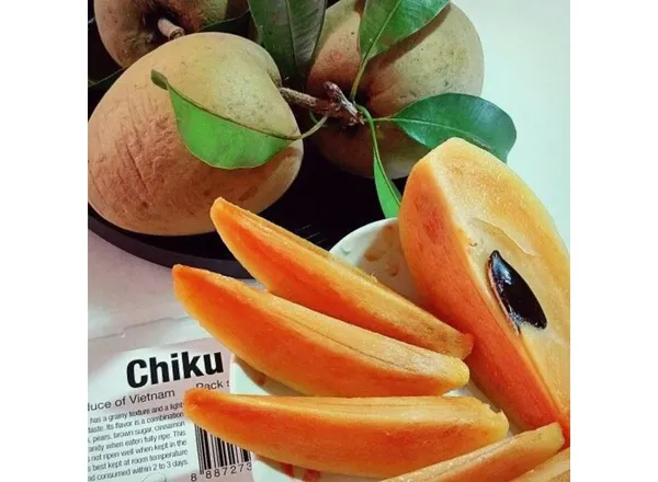 Garden_Long_Chikoo/Sapota_Thai_Variety_Grafted_Plant_Naseberry_Fresh_Short_Time_Fruit_Plant_Healthy_17_Inch