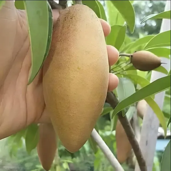 Long_Chikoo_Plant_GraftedThai_Variety_(Plant_Height_2-3)_Sapota_Plant_Grafted_Fruit_After_2_Years_Chiku_Plant_Hybrid_Fruit_Plant_For_Home_GardenChiku_Plant_Tree