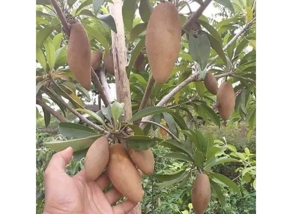 Long_Chikoo_Plant_GraftedThai_Variety_(Plant_Height_2-3)_Sapota_Plant_Grafted_Fruit_After_2_Years_Chiku_Plant_Hybrid_Fruit_Plant_For_Home_GardenChiku_Plant_Tree