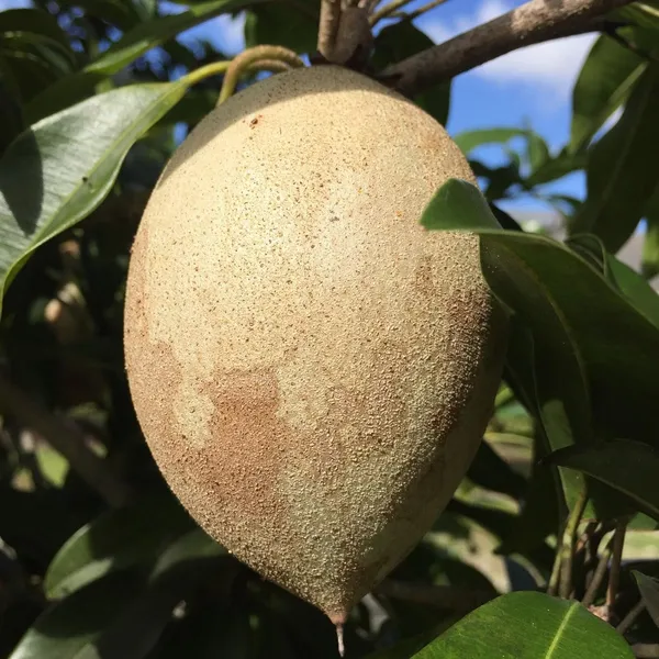 Long_Chikoo_Plant_GraftedThai_Variety_(Plant_Height_2-3)_Sapota_Plant_Grafted_Fruit_After_2_Years_Chiku_Plant_Hybrid_Fruit_Plant_For_Home_GardenChiku_Plant_Tree