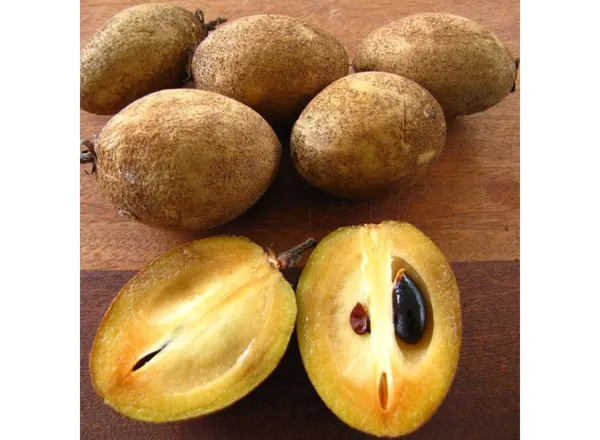 Garden_Long_Chikoo/Sapota_Thai_Variety_Grafted_Plant_Naseberry_Fresh_Short_Time_Fruit_Plant_Healthy_17_Inch