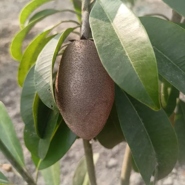 Garden_Long_Chikoo/Sapota_Thai_Variety_Grafted_Plant_Naseberry_Fresh_Short_Time_Fruit_Plant_Healthy_17_Inch