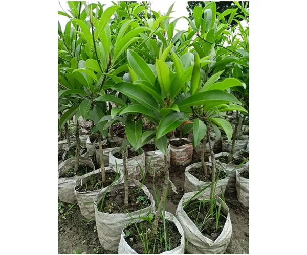 Garden_Long_Chikoo/Sapota_Thai_Variety_Grafted_Plant_Naseberry_Fresh_Short_Time_Fruit_Plant_Healthy_17_Inch