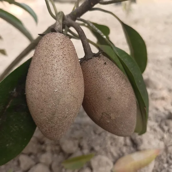 Garden_Long_Chikoo/Sapota_Thai_Variety_Grafted_Plant_Naseberry_Fresh_Short_Time_Fruit_Plant_Healthy_17_Inch