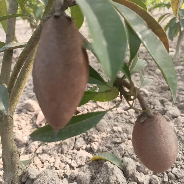 Long_Chikoo/Sapota_Thai_Variety_Grafted_Plant_Naseberry_Fruit_Plant