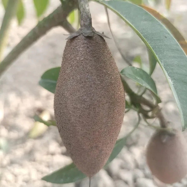 Garden_Long_Chikoo/Sapota_Thai_Variety_Grafted_Plant_Naseberry_Fresh_Short_Time_Fruit_Plant_Healthy_17_Inch