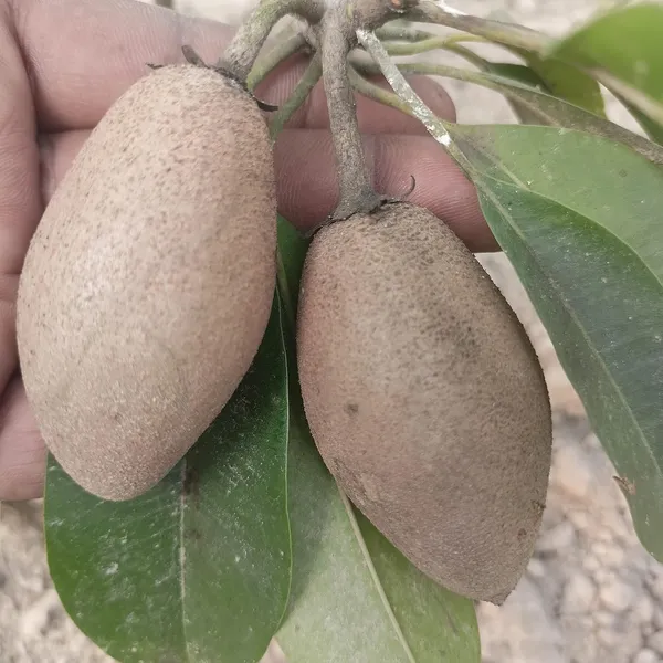 Garden_Long_Chikoo/Sapota_Thai_Variety_Grafted_Plant_Naseberry_Fresh_Short_Time_Fruit_Plant_Healthy_17_Inch