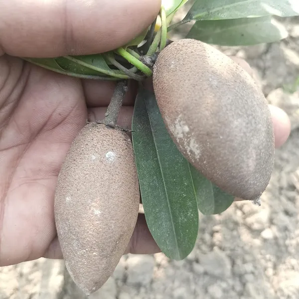Garden_Long_Chikoo/Sapota_Thai_Variety_Grafted_Plant_Naseberry_Fresh_Short_Time_Fruit_Plant_Healthy_17_Inch_Teal