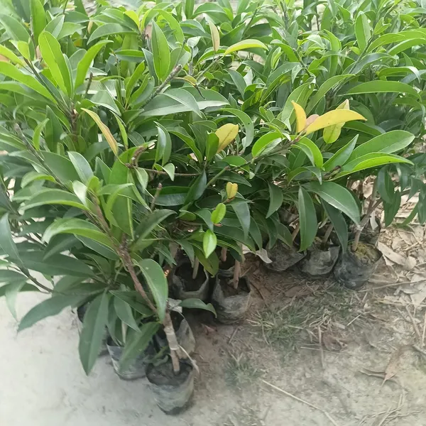 Garden_Long_Chikoo/Sapota_Thai_Variety_Grafted_Plant_Naseberry_Fresh_Short_Time_Fruit_Plant_Healthy_17_Inch_Teal