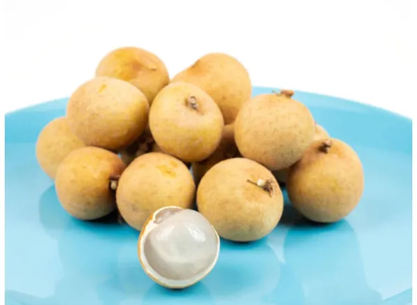 Dragon_Eye_Longan_Fruit_Live_Plant_16_Inch_Teal_Dimocarpus_Longan_Fruit_Plant_With_Polybag