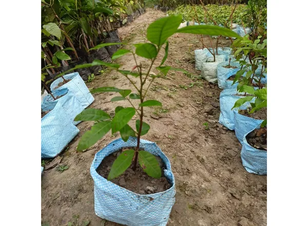 Dragon_Eye_Longan_Fruit_Live_Plant_16_Inch_Teal_Dimocarpus_Longan_Fruit_Plant_With_Polybag
