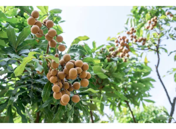 Dragon_Eye_Longan_Fruit_Live_Plant_16_Inch_Teal_Dimocarpus_Longan_Fruit_Plant_With_Polybag