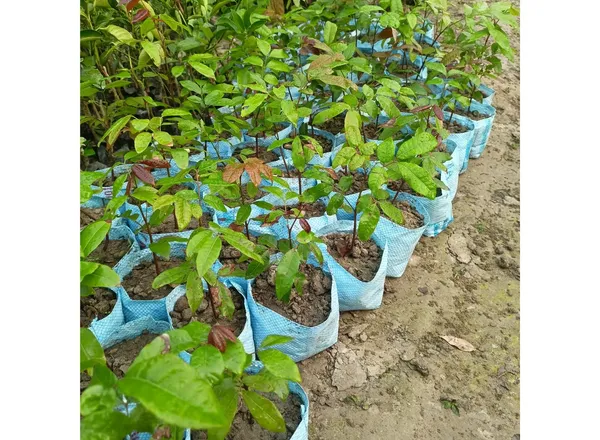 Dragon_Eye_Longan_Fruit_Live_Plant_16_Inch_Teal_Dimocarpus_Longan_Fruit_Plant_With_Polybag