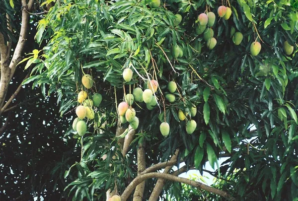 Live_All_Time_Kesar_Mango_Plant_Grafted_Outdoor_Fruit&Fruits_Tree