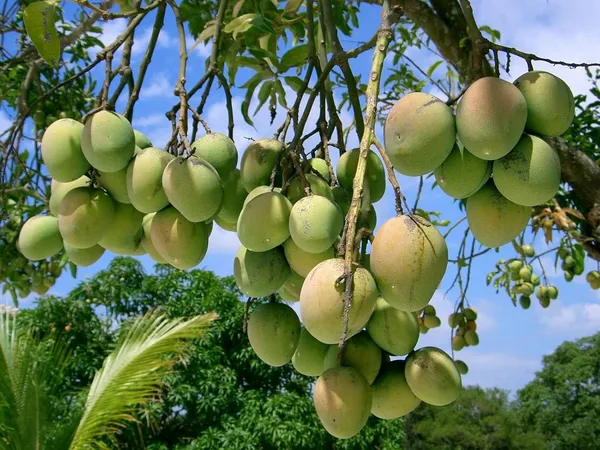Live_All_Time_Kesar_Mango_Plant_Grafted_Outdoor_Fruit&Fruits_Tree
