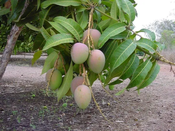 Live_All_Time_Kesar_Mango_Plant_Grafted_Outdoor_Fruit&Fruits_Tree