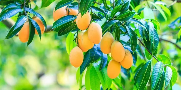 Ratnagiri_Alphonso_Mango_Plant_Grafted_(Height_1.5-2_Feet)_Furit_After_1.5-3_Year_Hybrid_Hapus_Outdoor_Mango_Fruit_Tree_Hybrid_Plant_For_Home_Garden_Fresh_-_5_Gm