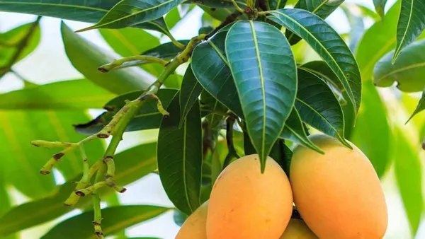 Ratnagiri_Alphonso_Mango_Plant_Grafted_(Height_1.5-2_Feet)_Furit_After_1.5-3_Year_Hybrid_Hapus_Outdoor_Mango_Fruit_Tree_Hybrid_Plant_For_Home_Garden_Fresh_-_5_Gm