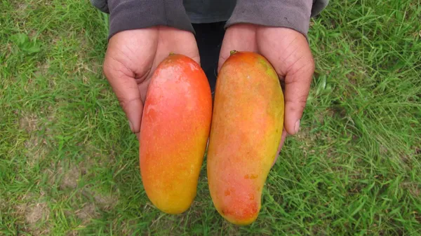 Live_Mahachanak_Mango_Plant-Grafted_Rare_Variety
