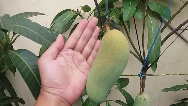 Live_Mahachanak_Mango_Plant-Grafted_Rare_Variety