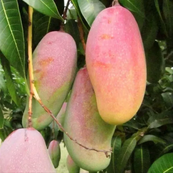 Live_Mahachanak_Mango_Plant-Grafted_Rare_Variety