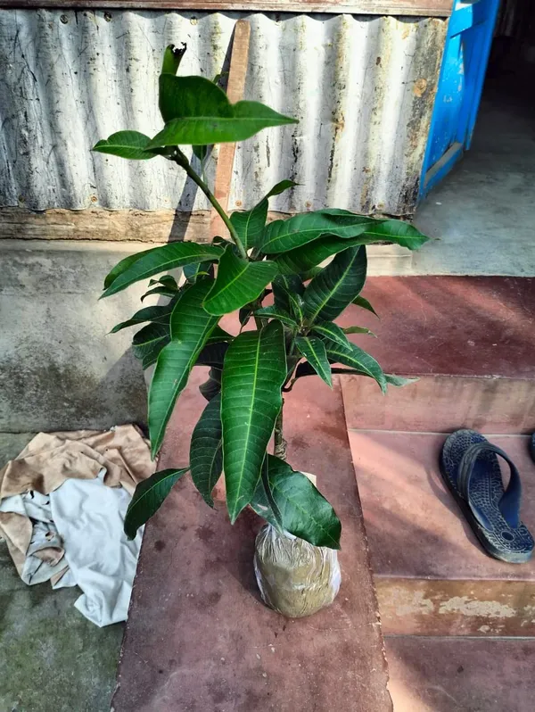 Live_Mahachanak_Mango_Plant-Grafted_Rare_Variety