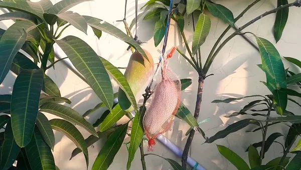 Live_Mahachanak_Mango_Plant-Grafted_Rare_Variety