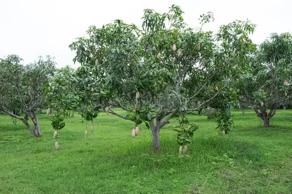Live_Mahachanak_Mango_Plant-Grafted_Rare_Variety