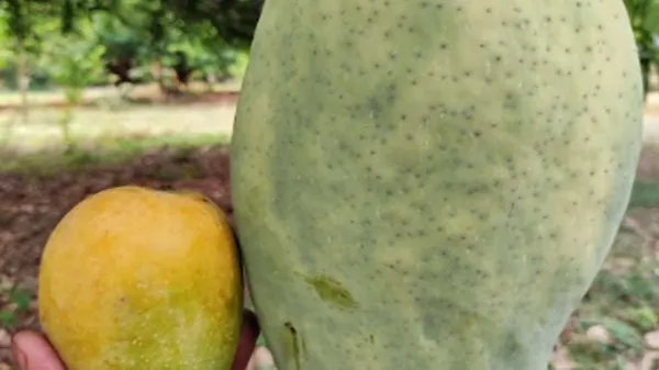 Noorjahan_Mango_Plant_GraftedOutdoor_Hybrid_Mango_Tree_Height_2_Feet_To_3_Feet'_Large_Fruits_Of_Approximately_3_To_4_Kg_Fruit_Plant_For_Home_Garden