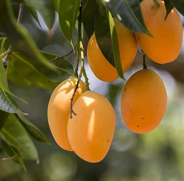 Live_Alphonso_Mango_Plant_Grafted_Tree_Hybrid_1.5-2_Feet