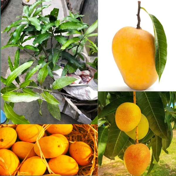 Live_Alphonso_Mango_Plant_Grafted_Tree_Hybrid_1.5-2_Feet