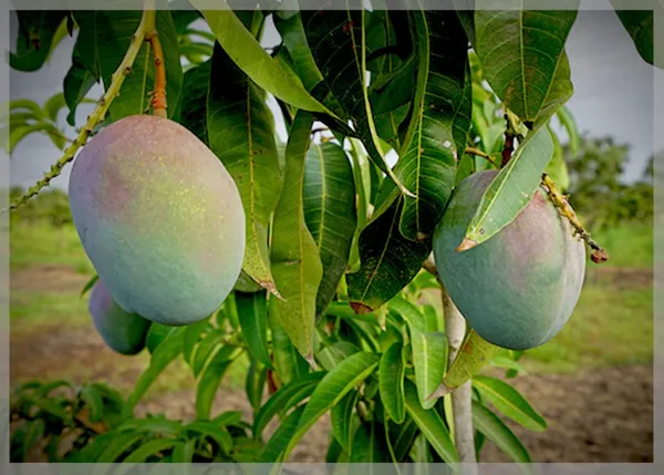 Live_Paheri/Pairi_Mango_Plant_Hybrid_1.5-2_Feet